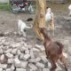 Dog and goat meeting and rescue both animals part 2
