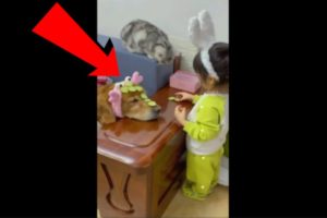 Dog cat and girl playing. Cute cat videos. Funny animals that will make your day