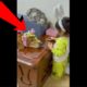 Dog cat and girl playing. Cute cat videos. Funny animals that will make your day