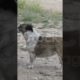 Dog fight and funnyvideo cutenaby animalvideo #cute #animal #ytshorts #shorts