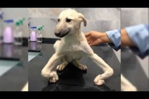 Dog got crooked paws after having its tail cut off as a puppy