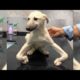 Dog got crooked paws after having its tail cut off as a puppy