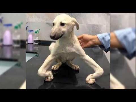 Dog got crooked paws after having its tail cut off as a puppy