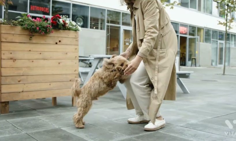 Dog jumps to Owner...........