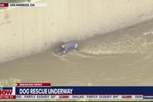 Dog rescued from LA River | LiveNOW from FOX