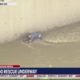 Dog rescued from LA River | LiveNOW from FOX