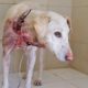 Dog rescued with wire embedded in neck, long road to emotional recovery.