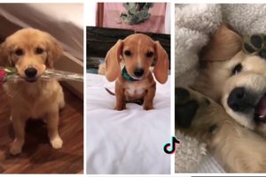 Dogs Doing Funny Things Tik Tok | Cutest Puppies TIKTOK Compilation | Fluppy