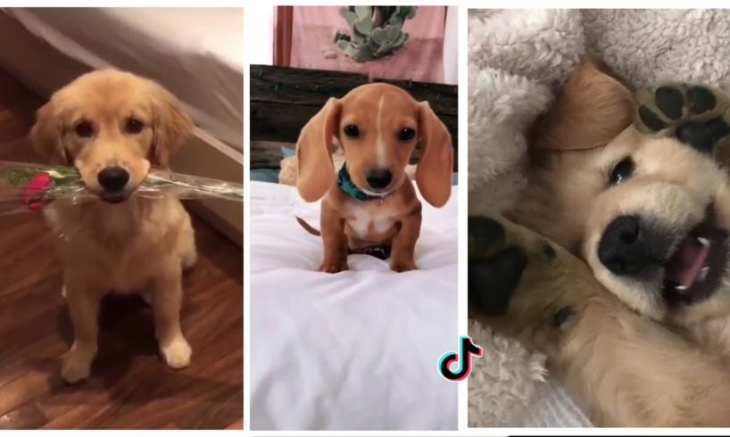 Dogs Doing Funny Things Tik Tok | Cutest Puppies TIKTOK Compilation | Fluppy