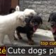 Dogs playing- cutest puppies| Chó rottweiler đẹp giá rẻ