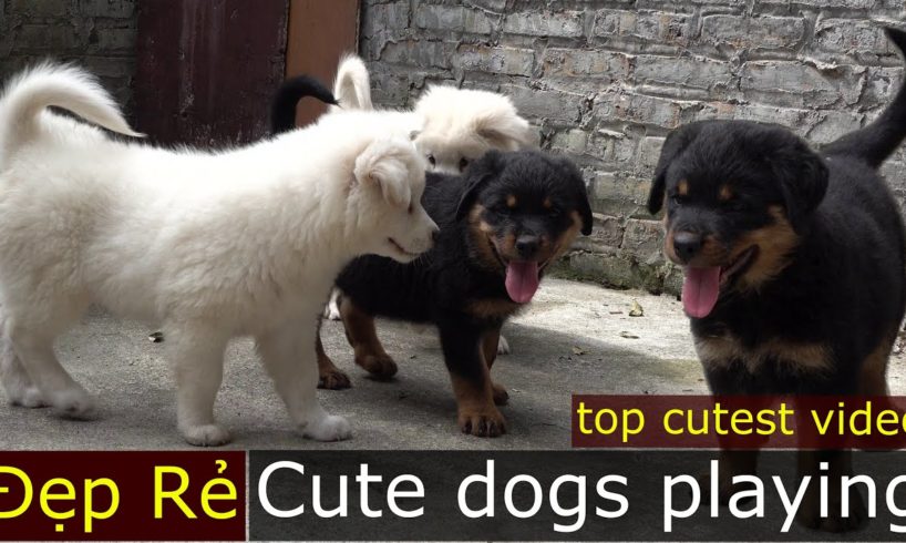 Dogs playing- cutest puppies| Chó rottweiler đẹp giá rẻ