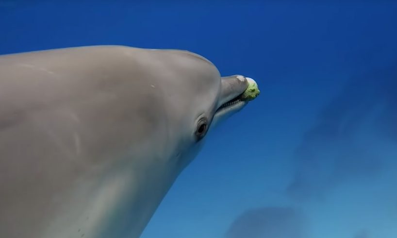 Dolphins Play Catch with a Pufferfish! | Spy In The Wild | BBC Earth
