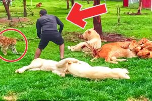 Dramatic Moment A Zookeeper Is Saved From A Charging Leopard When A Tiger Comes To The Rescue