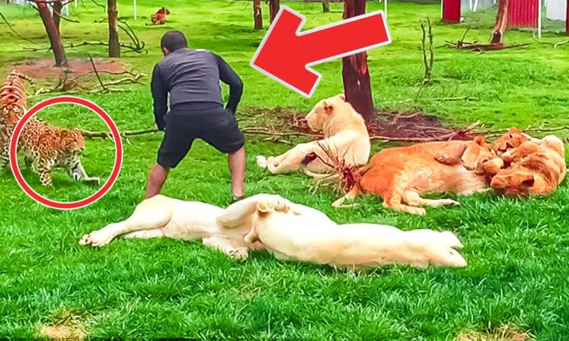 Dramatic Moment A Zookeeper Is Saved From A Charging Leopard When A Tiger Comes To The Rescue