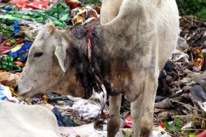 Dramatic rescue of injured calf from garbage dump in India.