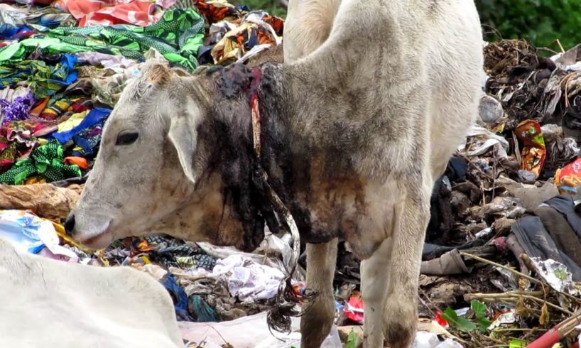 Dramatic rescue of injured calf from garbage dump in India.
