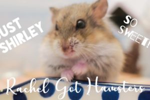 Dwarf Hamster Being Cute // Collected videos of Shirley the Rescue Hamster March 2022 🐹 💕