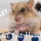 Dwarf Hamster Being Cute // Collected videos of Shirley the Rescue Hamster March 2022 🐹 💕