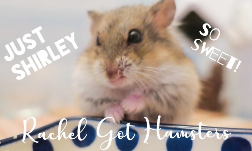 Dwarf Hamster Being Cute // Collected videos of Shirley the Rescue Hamster March 2022 🐹 💕
