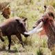 Endless Wrestling Between Leopards and Warthogs – Hyena rescues Warthog From Crucial Leopards