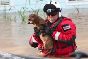 Epic Hurricane Animal Rescues You Won't Believe