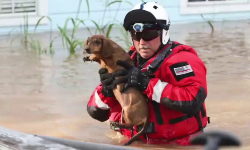 Epic Hurricane Animal Rescues You Won't Believe