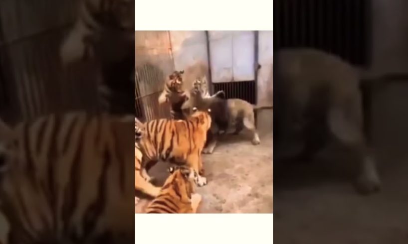 Epic animal fights of a lion against 5 tigers ... 😲!