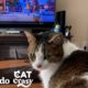 Esta gatita ama ver TV y está obsesionada con una película I Cat Crazy | El Dodo