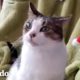 Este gato está obsesionado con el Grinch | Cat Crazy | El Dodo