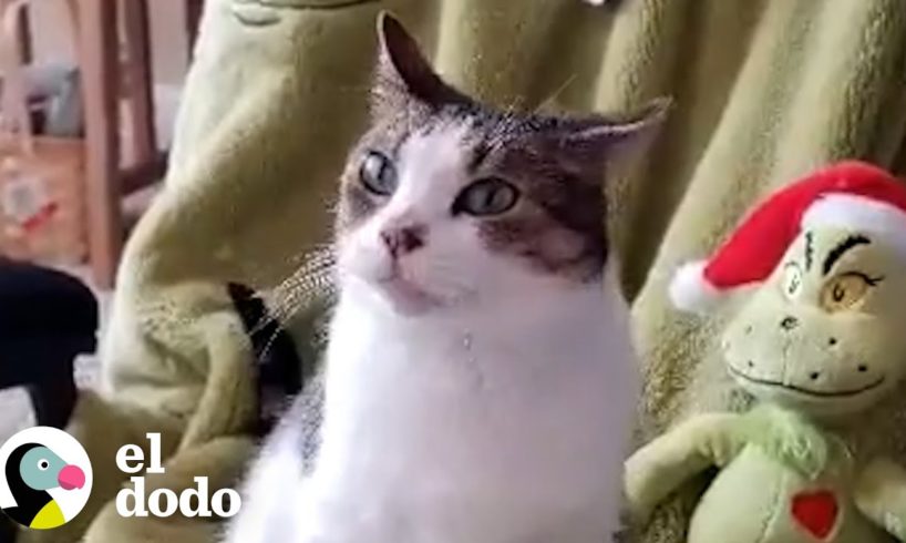 Este gato está obsesionado con el Grinch | Cat Crazy | El Dodo