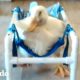 Este pato abandonado entrenó tanto para poder pararse | El Dodo