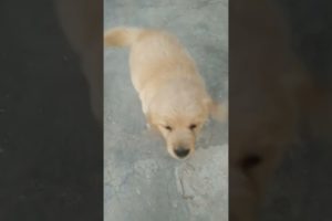 Fanniest & cutest Puppies  Funny Puppy Videos 2022