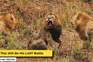 Final Fight of the Lion King | Epic Lion Battle | Wildest Animal Fights