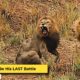 Final Fight of the Lion King | Epic Lion Battle | Wildest Animal Fights