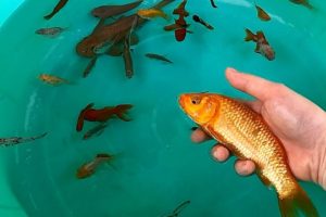 Fish Carp Goldfish Perch Guppy Guppies - Cute baby animals Videos