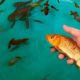 Fish Carp Goldfish Perch Guppy Guppies - Cute baby animals Videos