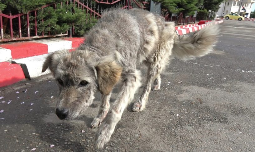Five Homeless Dogs Living On The Street Finally Rescued. Wait Until You See Them Now!