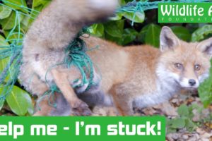 Fox gets hopelessly tangled in garden netting! - Animal rescue