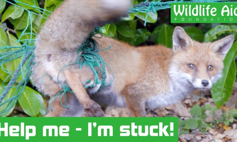 Fox gets hopelessly tangled in garden netting! - Animal rescue