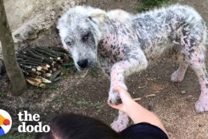 Friendly Stray Dog Refuses To Be Rescued Without Her Best Friend | The Dodo