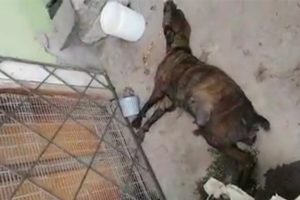 Full story - Mama Dog Giving Premature Birth on The Street after Being Chased Away By The Owner