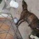 Full story - Mama Dog Giving Premature Birth on The Street after Being Chased Away By The Owner
