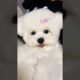 Funniest Animal | Cutest puppies 🐶🐶 #Puppy #Pets #shorts #Tiktok #681
