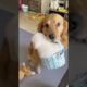 Funniest Animal | Cutest puppies 🐶🐶 #Puppy #Pets #shorts #Tiktok #682