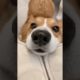 Funniest Animal | Cutest puppies 🐶🐶 #Puppy #Pets #shorts #Tiktok #690