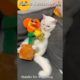 Funniest Animals! Cat Playing With Toy, #short#cat