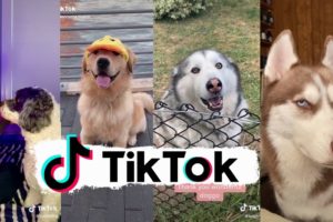 Funniest Dogs of TikTok ~ Try not to Laugh ~ Cutest Puppies ~Doggos TikTok Compilation ! #3