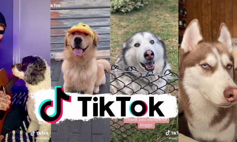 Funniest Dogs of TikTok ~ Try not to Laugh ~ Cutest Puppies ~Doggos TikTok Compilation ! #3