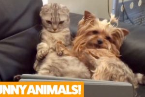 Funniest Pets & Animals of the Week | Funny Pet Videos