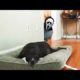 Funniest Pranks On Dogs And Cats 😆 Try Not To Laugh 😂 | Animals Life